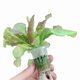 thumbnail image 1 of 50pcs Slotted Mesh Net Cups for Hydroponics & Aquaponics – Durable White Plant Baskets for Orchids to Promote Healthy Root Growth and Even Drainage, 1 of 3