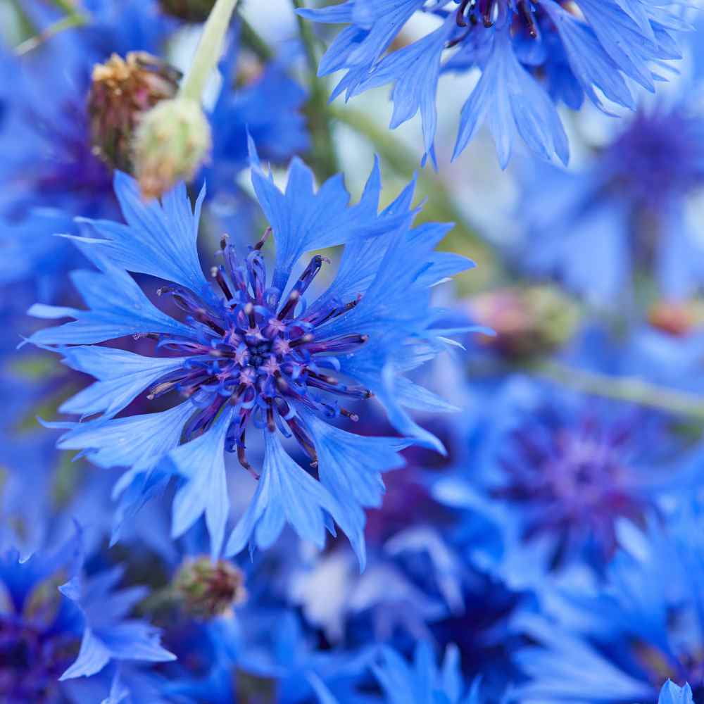 Cornflower Seeds - Bachelor's Button Drought Tolerant Wild Flower Seed - 5 LBS
