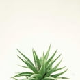 thumbnail image 4 of Felicity Bradley 12x12 Black Modern Wood Framed Wall Art Titled - Succulent Simplicity I Neutral, 4 of 6