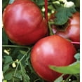 thumbnail image 4 of Graines Burpee 'Cherokee Violet' Tomate Patrimoniale 50 non-OGM, 4 of 6