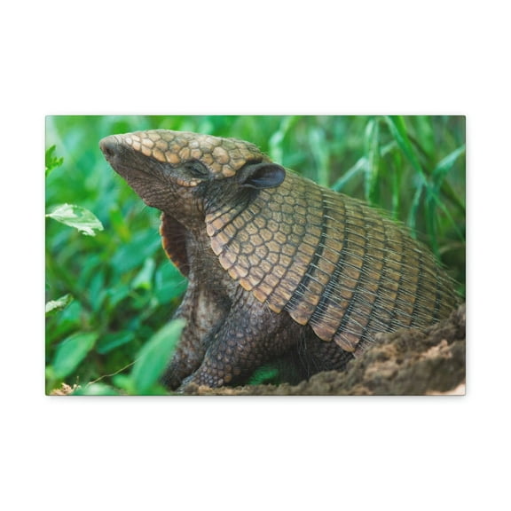 Funny Armadillo Silly Armadillo Outside Wall Art Ready to Hang Unframed