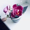 thumbnail image 2 of EeaseCA 200pcs Orchid Clips Plant Orchid Support Clips Garden Flower Vine Clips for Supporting Stems Vines Stalks, 2 of 8