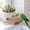 M, variant on LiUMX Pet Bird Corrugated Cardboard Ledge Toy, Brown Paper Standing Board for Beak Grinding, Claw Trimming, Boredom Relief, Bird Cage Accessory for Budgie Cockatiel