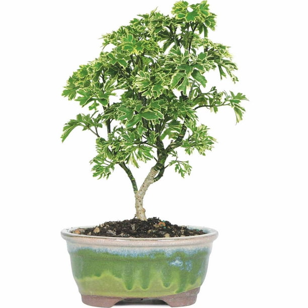Dwarf Ming Aralia Bonsai Tree