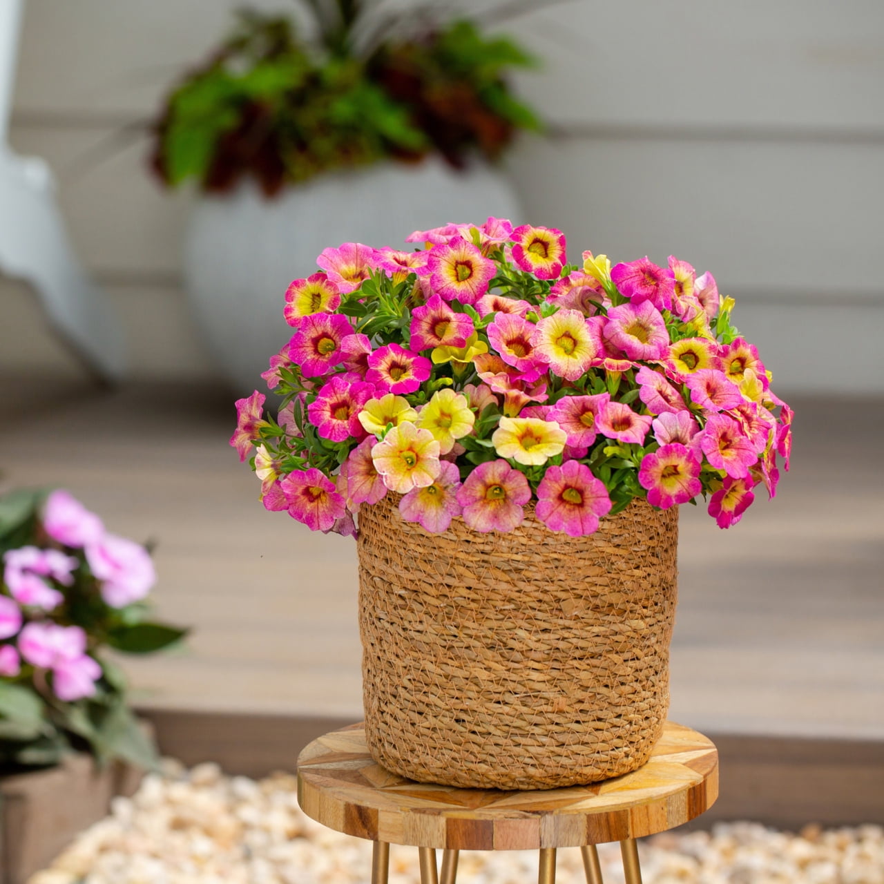 Proven Winners 1.5PT Pink Calibrachoa Live Annual Plant Sun 5-Pack