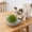 Gray, variant on Whale Shaped Cat Grass Growing Kit, 6.3x5.5in Soilless Hydroponic Cat Grass Planter Box, Cat Snack Cat Grass Container for Indoor Cats, Blue