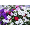 thumbnail image 5 of Dwarf Petunia Flower Seed Mix/Perennial/Full Sun/ 50K Seeds 1/4 oz/ Zellajake Farm and Garden- B229, 5 of 5