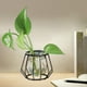 thumbnail image 1 of Jarrón hidropónico de vidrio | Maceta decorativa Iron Art Negra | Contenedor de mesa transparente 4.33x4.33x3.15 in | Arreglo floral moderno para sala de estar | Mostrar plantas acuáticas, hiedra, 1 of 6