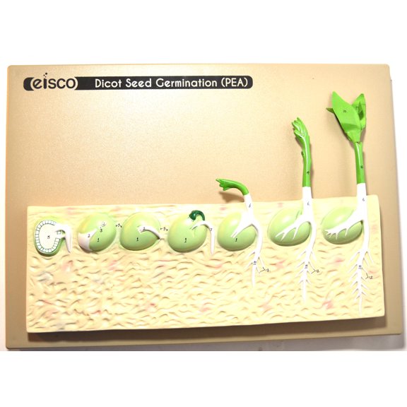 Eisco Labs Seed Germination Model (Pea) on base; 14 inches