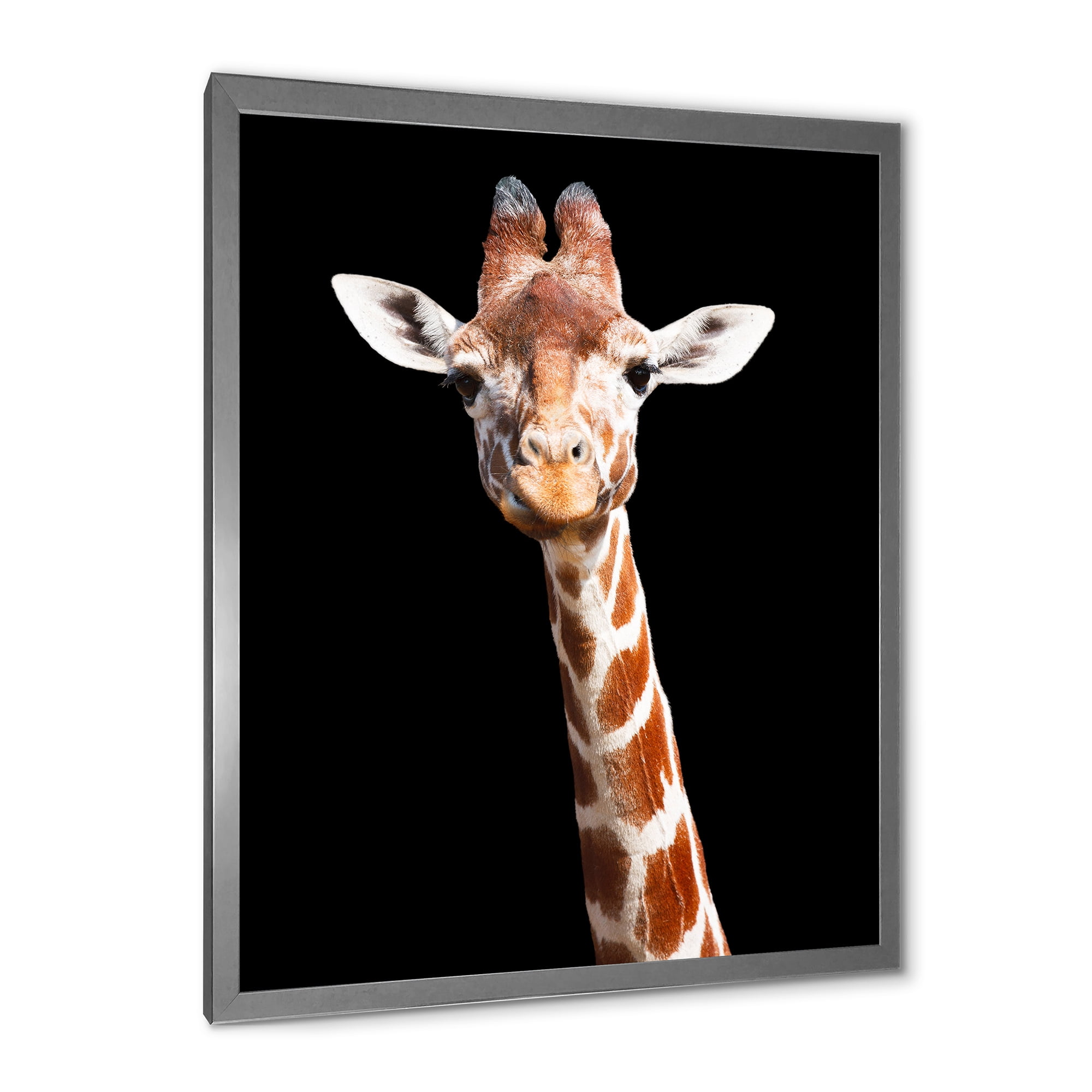Designart 'Close Up Portrait Of A Giraffe On Black V' Farmhouse Framed Art Print