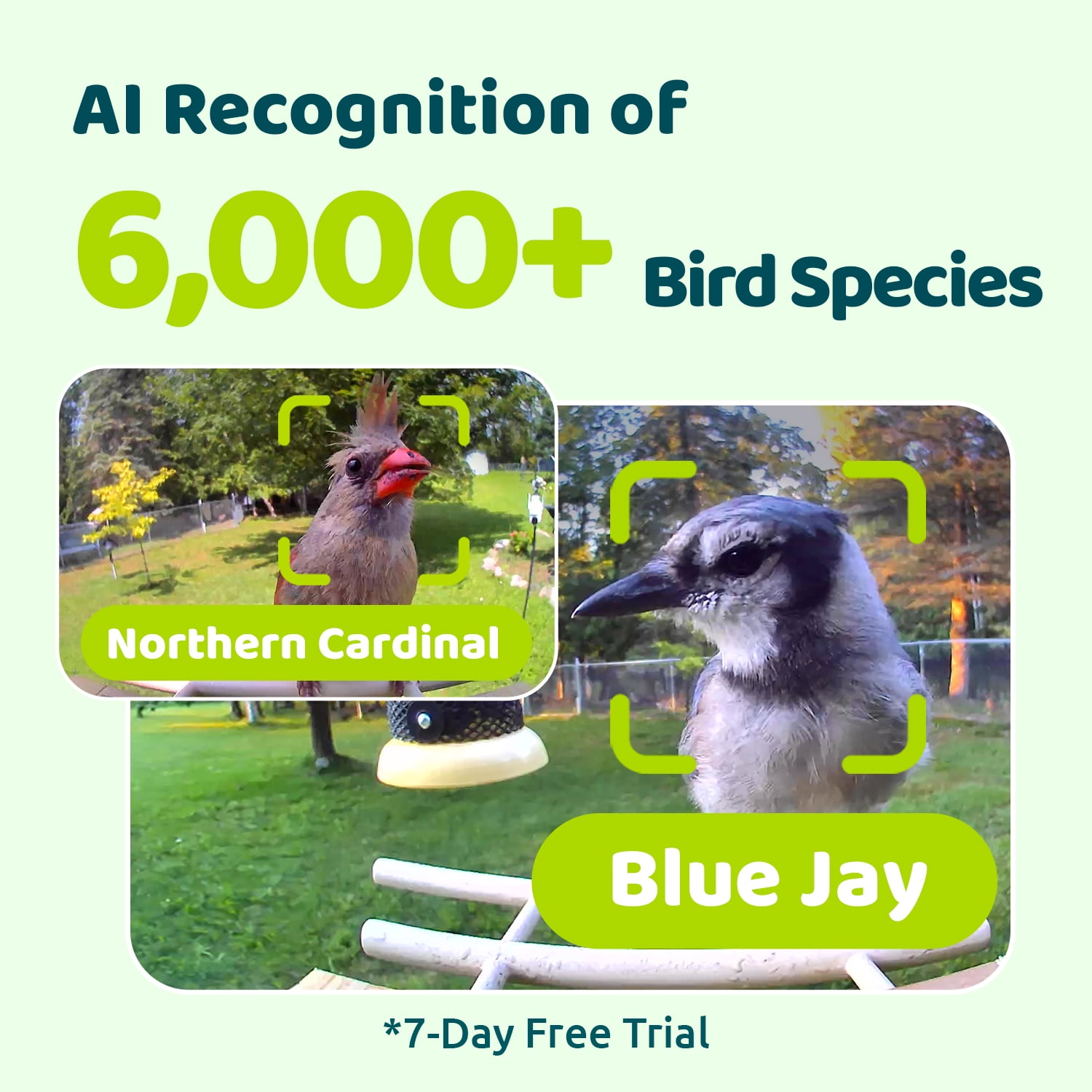 Birdfy Smart Bird Feeder with Camera, AI Identify 6000+ Species, Solar Powered,Eco-friendly Wooden, Ideal Gift, Cyan