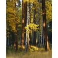 thumbnail image 2 of Terrill, Steve 20x24 Gold Ornate Wood Framed with Double Matting Museum Art Print Titled - Oregon, Deschutes NF Trees in autumn, 2 of 4