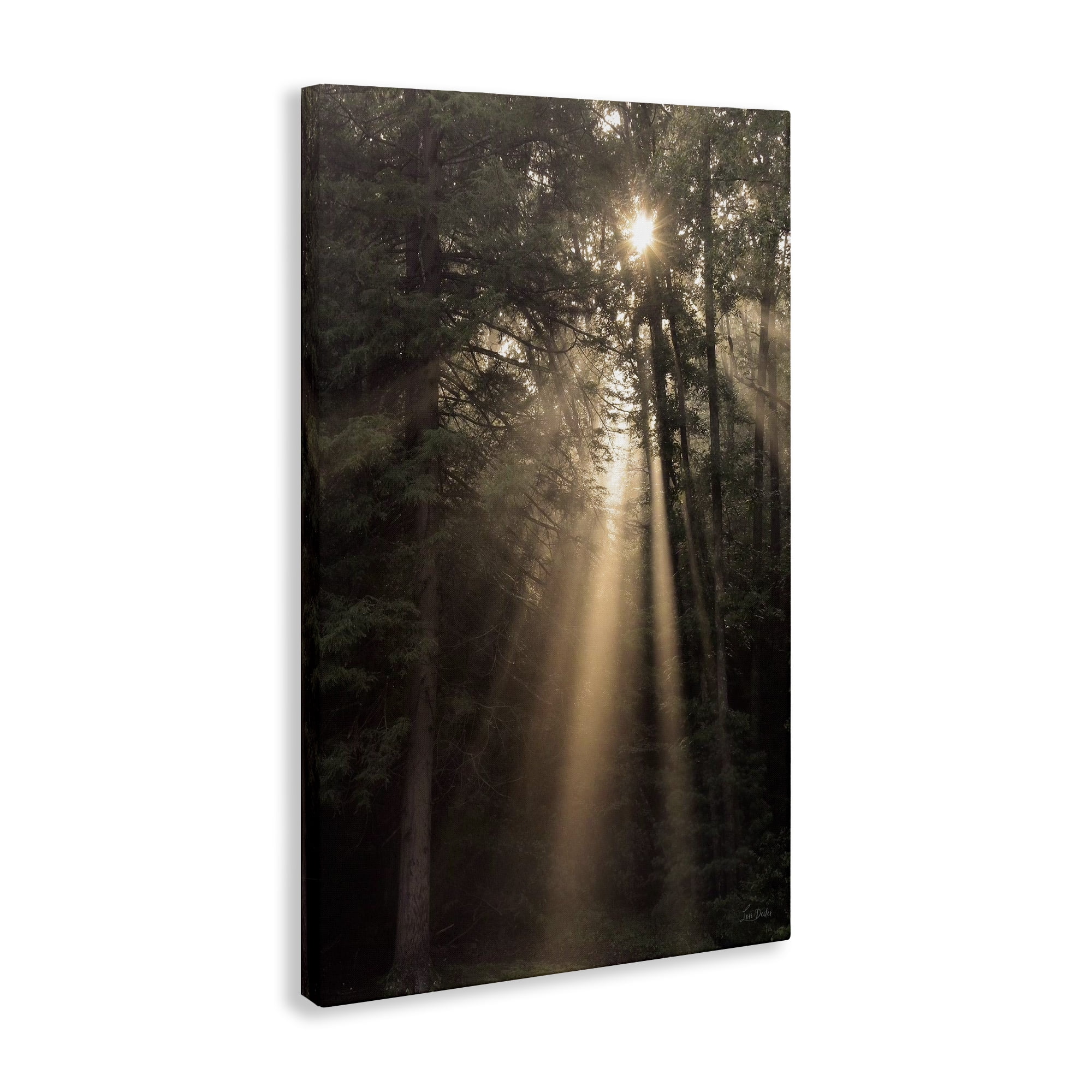 Stupell Industries Sunlight Through Tree Canopy Landscape & Nature Photography Wrapped Canvas Art Print Wall Art, 16 x 24