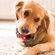 thumbnail image 5 of Juguetes para perros con temática navideña, pelotas indestructibles para perros, pelotas masticables de alta elasticidad y juguete interactivo de entrenamiento para perros, juguete de plástico., 5 of 6