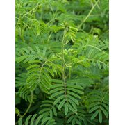 10 Super Rare seeds Acacia /Senegalia catechu -drought tolerant- bright yellow flowers- Container gardening or standard zone 9+ mimosa