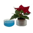 thumbnail image 2 of Miniature Red Holiday Poinsettia in Self-Watering Watership Pot - 2.5" Pot, 2 of 4