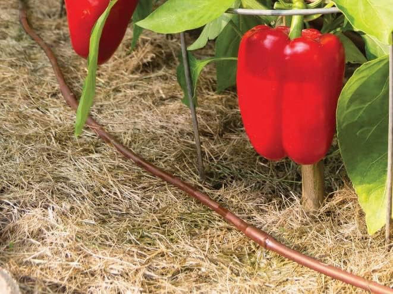 200 Feet Rain Bird Drip Irrigation Pressure Compensating 1/4" Emitter Tubing Emitters built-in!