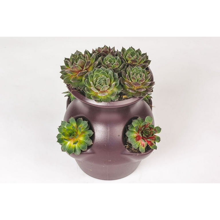 Expert Gardener Hens and Chicks Perennial Succulents Live Plants