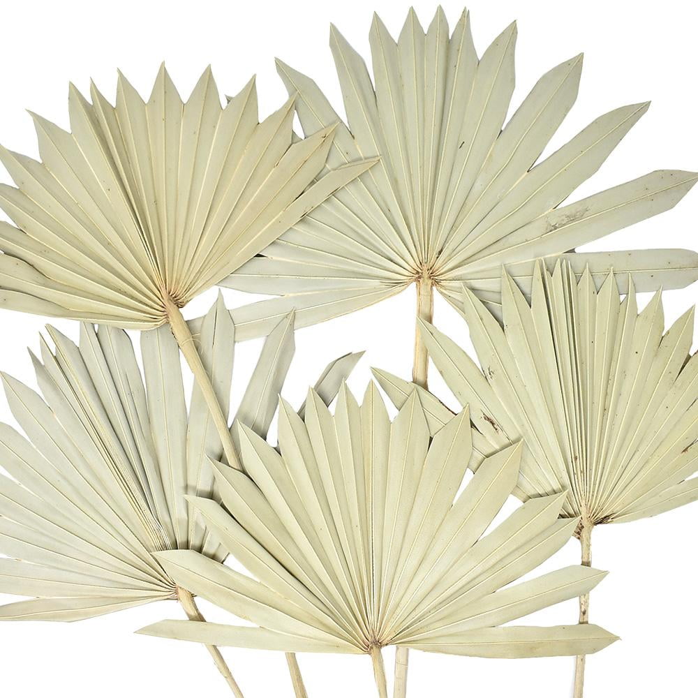 Dried Natural Sun Palm Leaves Bundle, Natural, 5Piece