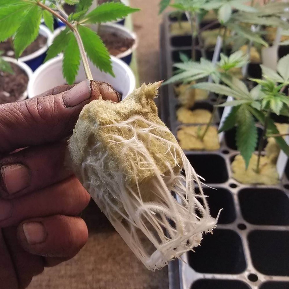 ODOMY 50Pcs Rock Wool Cubes,Rockwool Grow,Hydroponics Grow Cubes