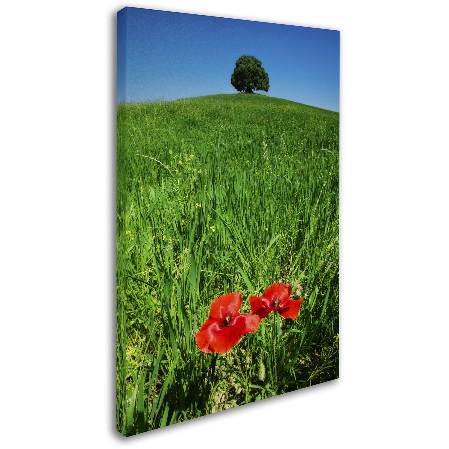 Trademark Fine Art Michael Blanchette Photography Red Poppies and Oak Canvas Wall Art - 12x19