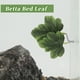 thumbnail image 3 of Cama única para peces Betta, cama de hoja Betta, hamaca de plástico para Betta, almohadilla de hamaca para Betta con ventosa verde, 3 of 7