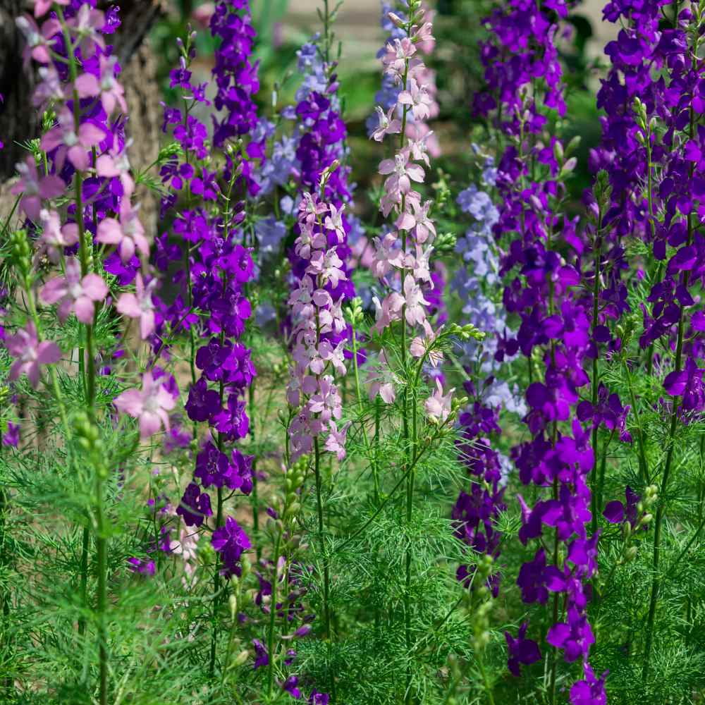 Outsidepride Larkspur Rocket Seed - 1 LB