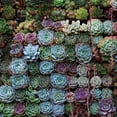 thumbnail image 2 of Lavoie, Tina 15x15 White Modern Wood Framed Museum Art Print Titled - A Gathering Of Succulents 2, 2 of 4
