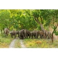 thumbnail image 2 of Rajput, Jagdeep 14x11 Black Ornate Wood Framed with Double Matting Museum Art Print Titled - Herd of Asian Elephants in the Sal Forest Corbett National Park-India, 2 of 4