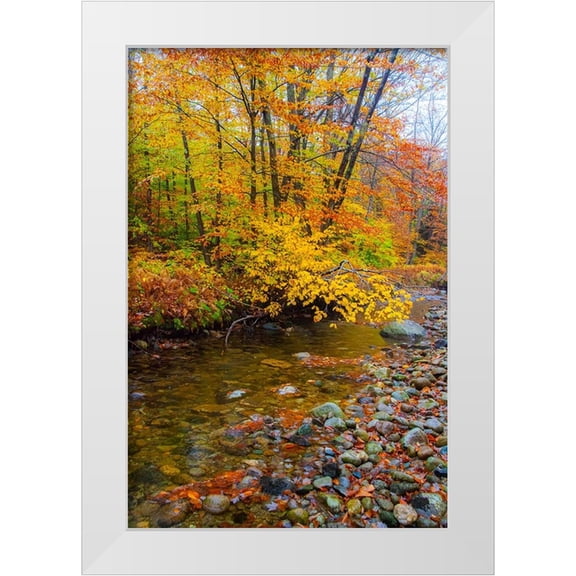 Gulin, Sylvia 11x14 White Modern Wood Framed Museum Art Print Titled - USA-New Hampshire Autumn colors on Maple-Beech trees along the edge of the river