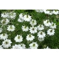 thumbnail image 2 of Seedville 500 Love In A Mist White Flower Seeds, 2 of 10