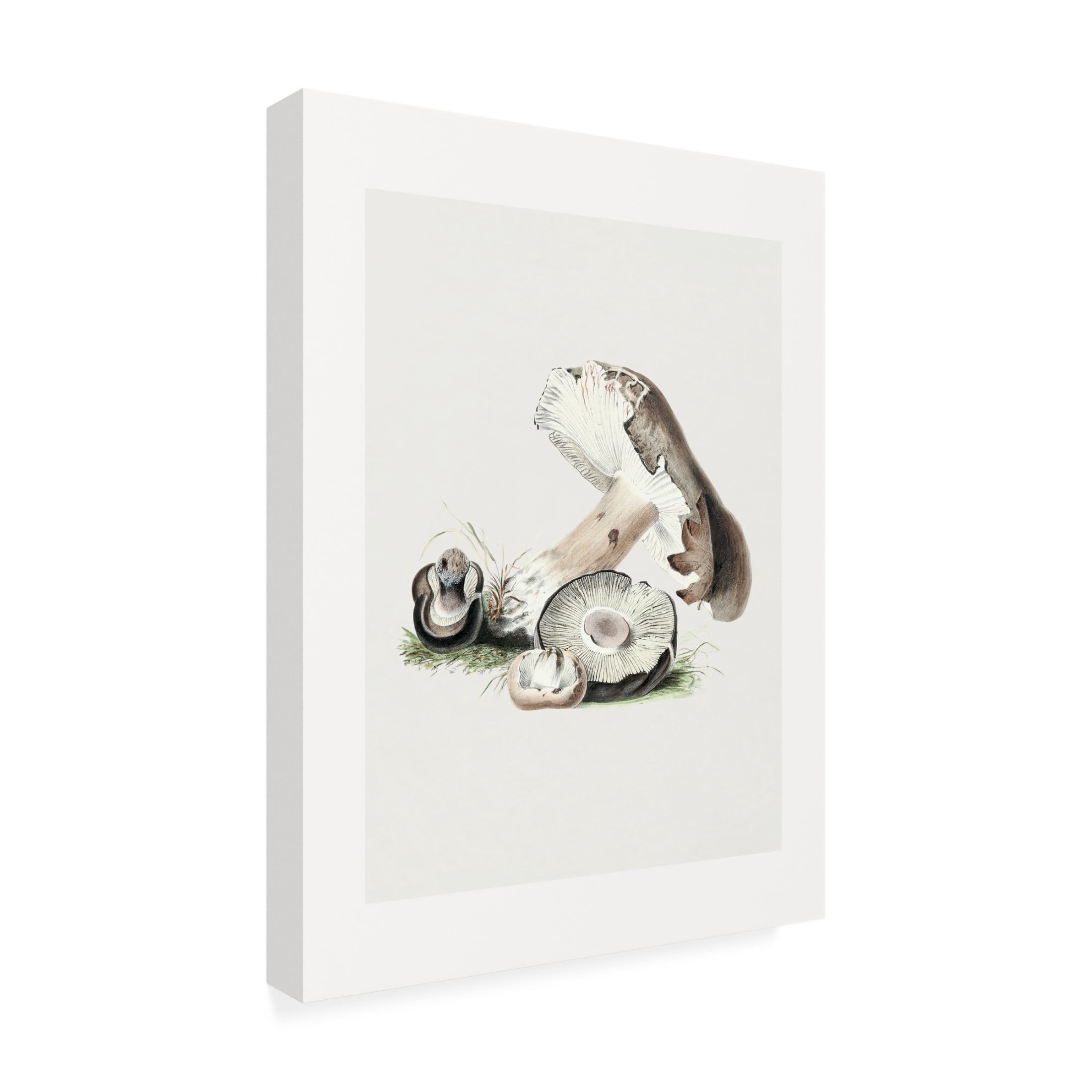 Trademark Fine Art Pictufy  Vintage Agaricus Augustus Mushroom 50x70 Canvas Wall Art