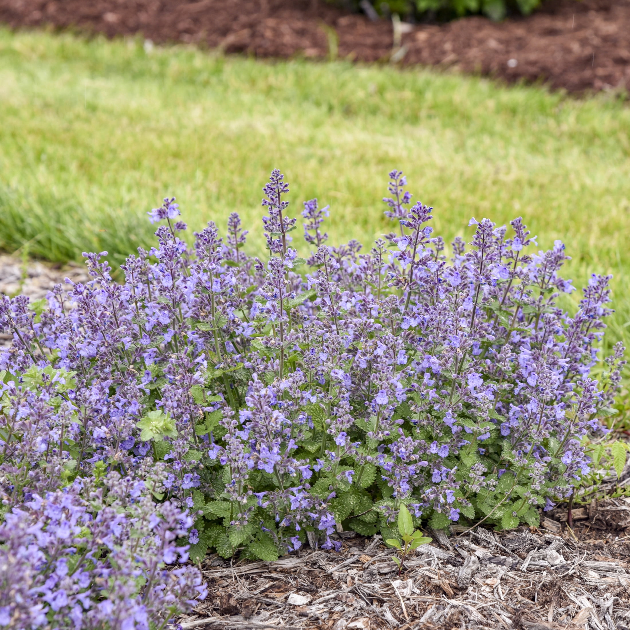 Proven Winners 6" Blue 'Catwalk Queen' Catmint Live Plant in 6.5" Pot