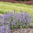 thumbnail image 3 of Proven Winners 6" Blue 'Catwalk Queen' Catmint Live Plant in 6.5" Pot, 3 of 5