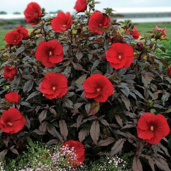 Daylily Nursery 8 in Red Rose Mallow Live Plant in 4 in Containers (2 Count)