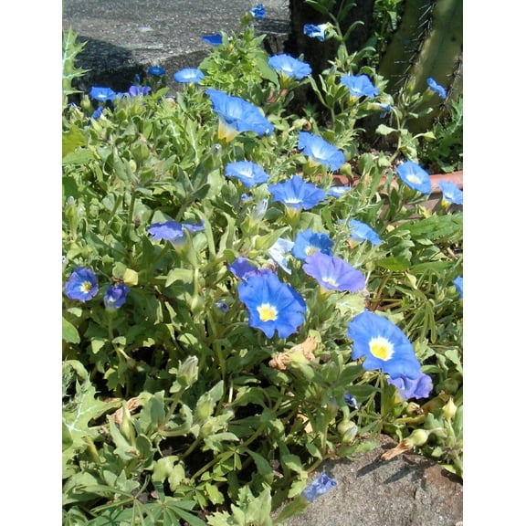 25 BLUE CHILEAN BELLFLOWER Nolana Paradoxa Succulent Ground Cover Flower Seeds