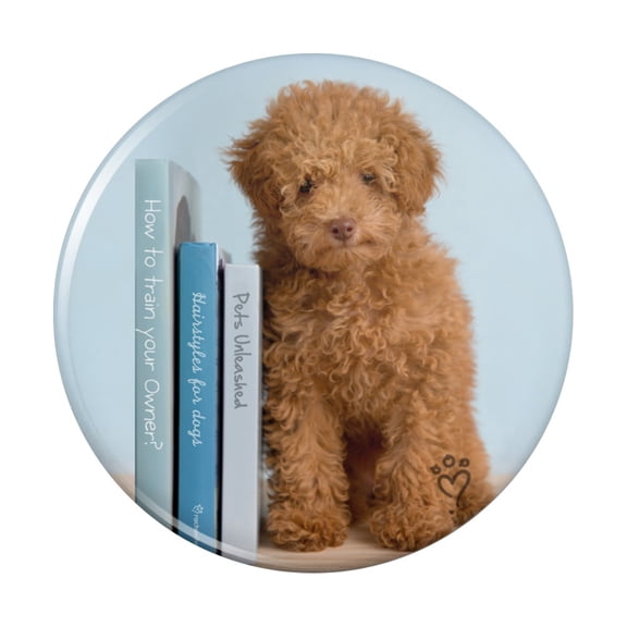 Poodle Puppy Dog Book Shelf Pinback Button Pin