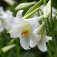 thumbnail image 5 of Gifts in Bloom 6IN White Easter Lily Live Plant in Decorative Pot, Indirect Sunlight, 5 of 5