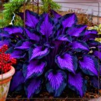 Midnight Blue Hosta-Midnight Blue Heart-Home Decoration for Planting Now-Premium Garden Stakes Perfect for Borders