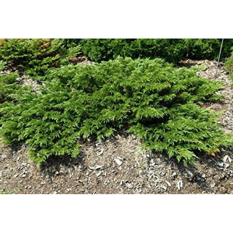 Monna Juniper Sierra Spreader 3 Live Gallon Size Plants Juniperus