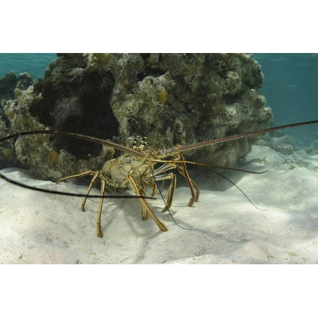 Caribbean Spiny Lobster, Half Moon Caye, Lighthouse Reef, Atoll, Belize Print Wall Art By Pete