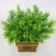 thumbnail image 2 of 10x Artificial 30cm Plástico árbol de árbol de coníferas Decorativo, 2 of 9