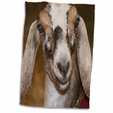 3dRose Nubian Dairy Goat Doe White Stripe Caprine sq - Towel, 15 by 22-inch