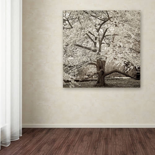 Trademark Fine Art "Hampton Magnolia II" Canvas Art by Alan Blaustein