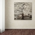 thumbnail image 3 of Trademark Fine Art "Hampton Magnolia II" Canvas Art by Alan Blaustein, 3 of 3