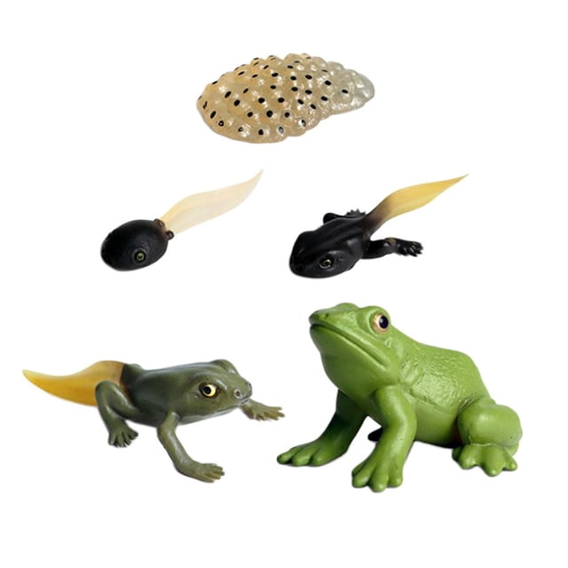de juguetes de animales realistas, modelo de proceso de en miniatura, de acción, modelo de , juguete CUTICAT Juego de crecimiento de rana para niños