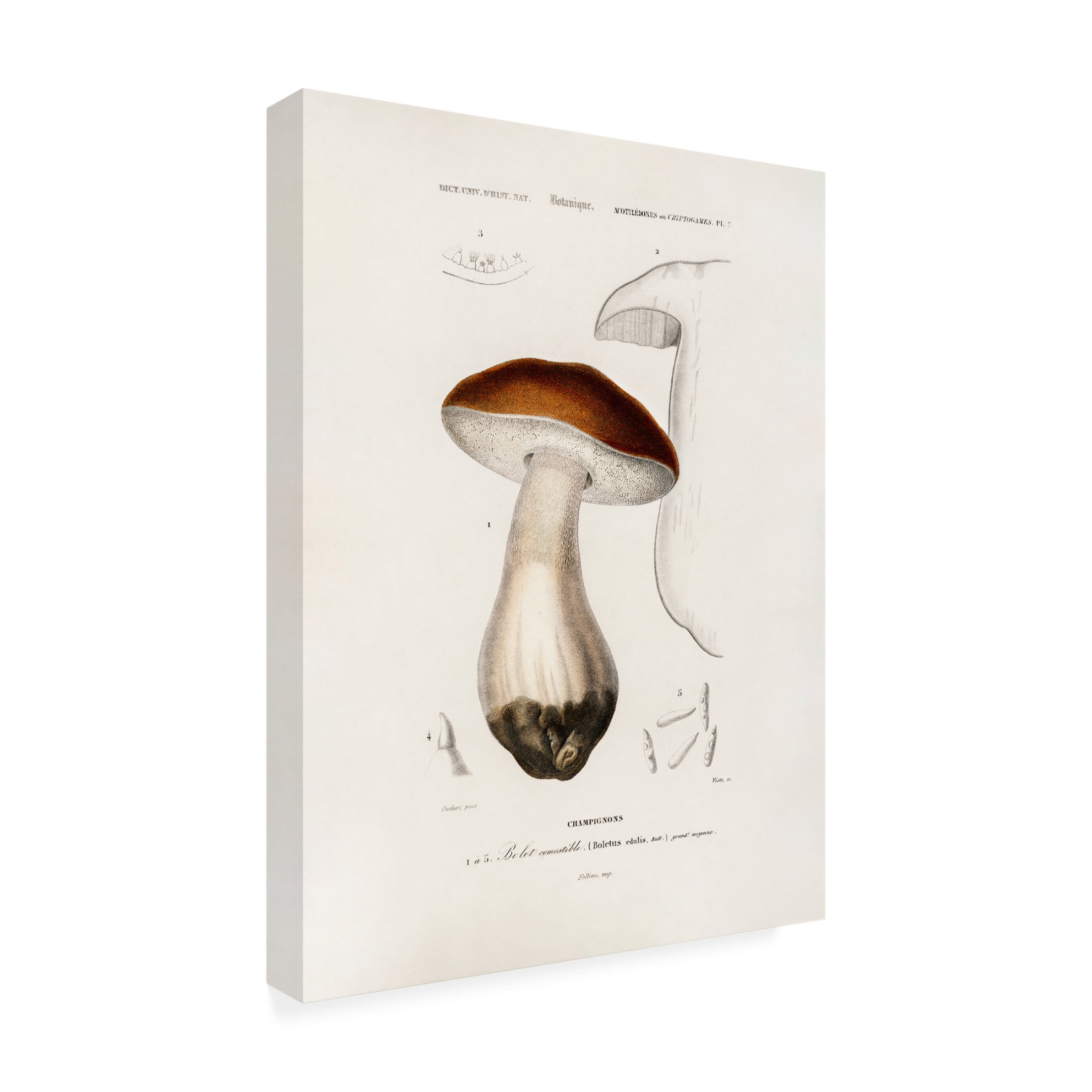 Trademark Fine Art Pictufy Penny Bun boletus Edulis Canvas Wall Art
