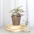 thumbnail image 4 of Live Tradescantia Nanouk Plant - Colorful Foliage - Bright Light - 4" Decorative Pot Cover - Thorsen's Greenhouse, 4 of 5
