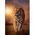 thumbnail image 2 of Rompecabezas Tigre 1500 Pz Clementoni Clementoni TIGRE 1500 PZS, 2 of 2
