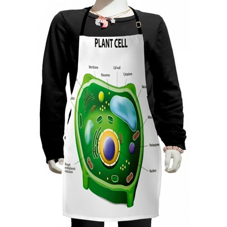 

Educational Kids Apron Plant Cell Biology Research Botany Anatomy Structure Organic Life Nature Boys Girls Apron Bib with Adjustable Ties for Cooking Baking Painting Green Pale Blue by Ambesonne